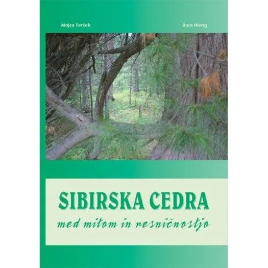 sibirska cedra med mitom in resničnostjo 989 1