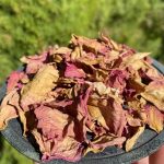 Vrtnica, suhi cvetovi